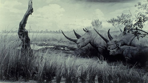 White Rhinoceros (série Dioramas), 1980, tirage argentique n/b, 35x59 cm